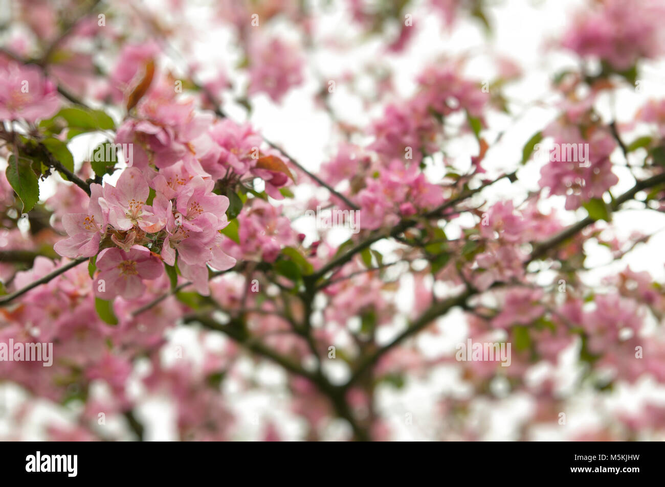 flowers on apple tree in nature Stock Photo Alamy