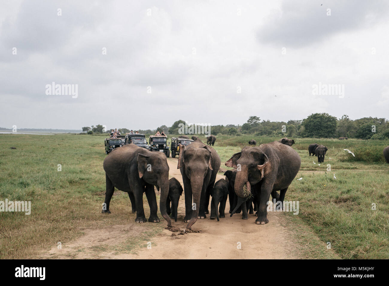 Wild elephants gather in Minneriya National Park, Sri Lanka. The park is thought to contain nearly 200 wild elephants. Stock Photo