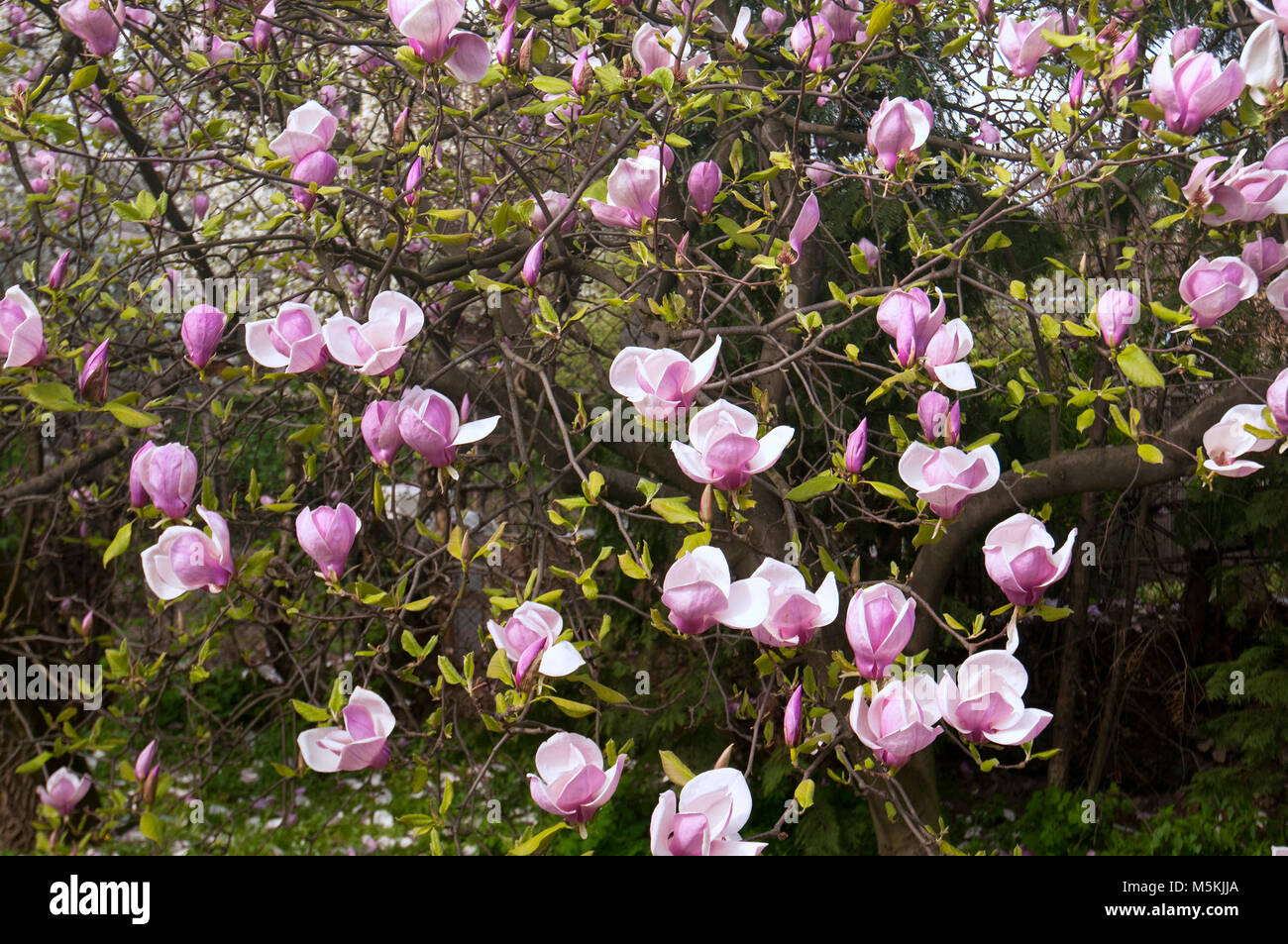 Beautiful magnolia flowers. Blooming magnolia tree in the spring Stock ...