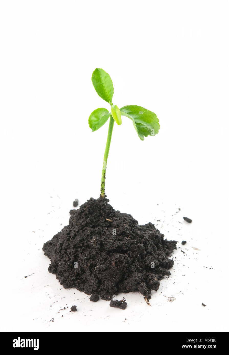 young green plant in soil isolated on white Stock Photo