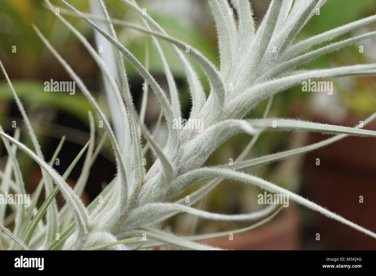 Tillandsia air plant hi-res stock photography and images - Alamy