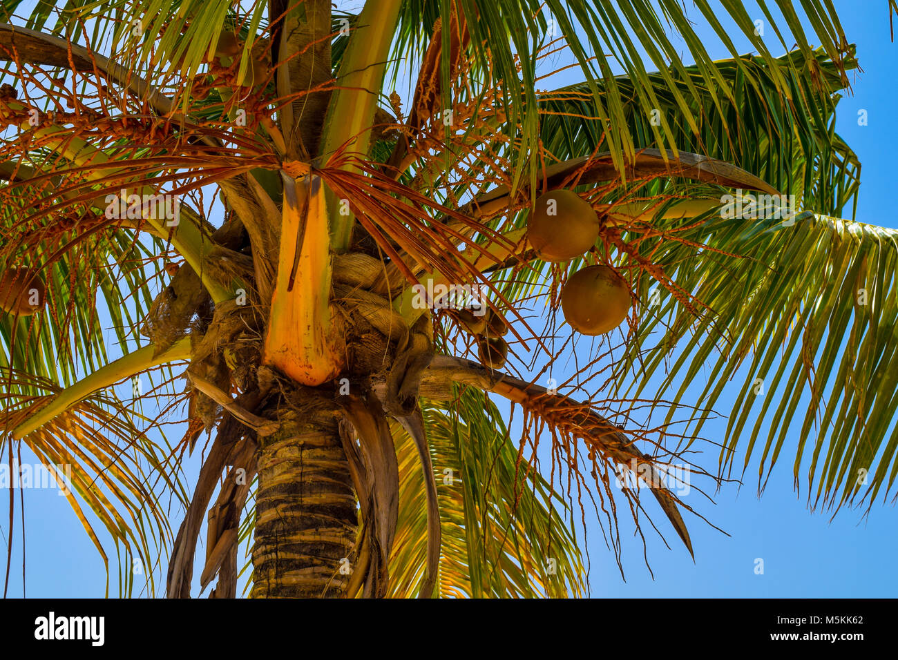 Coconut palm with big coconuts in the caribbean sea, blue sky in