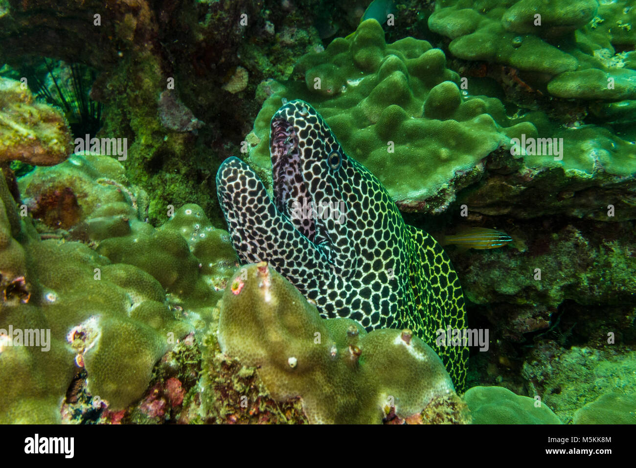 Portrait of a moray eel in the sultanate oman Stock Photo