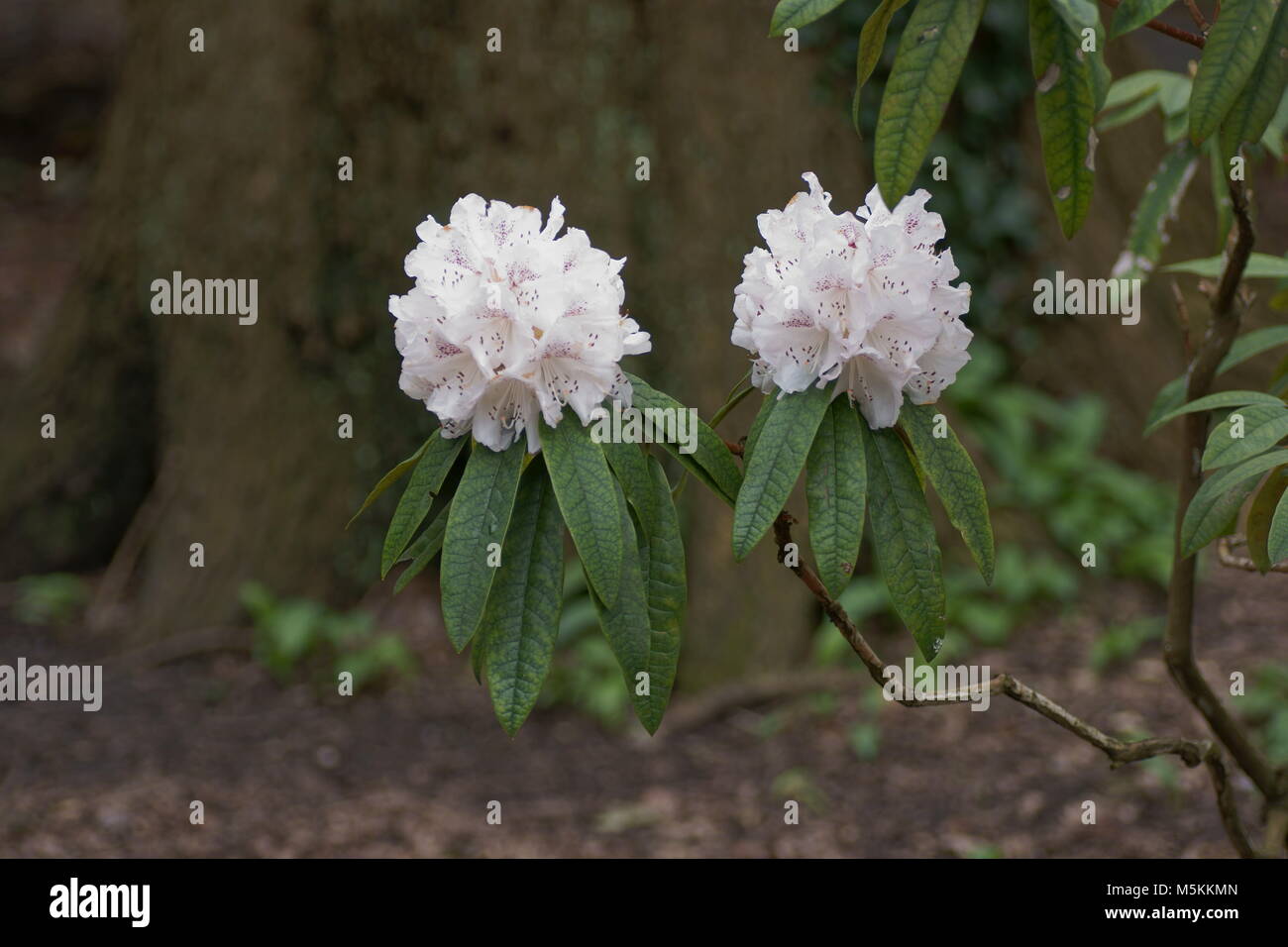 Rhododendron hybrid Stock Photo