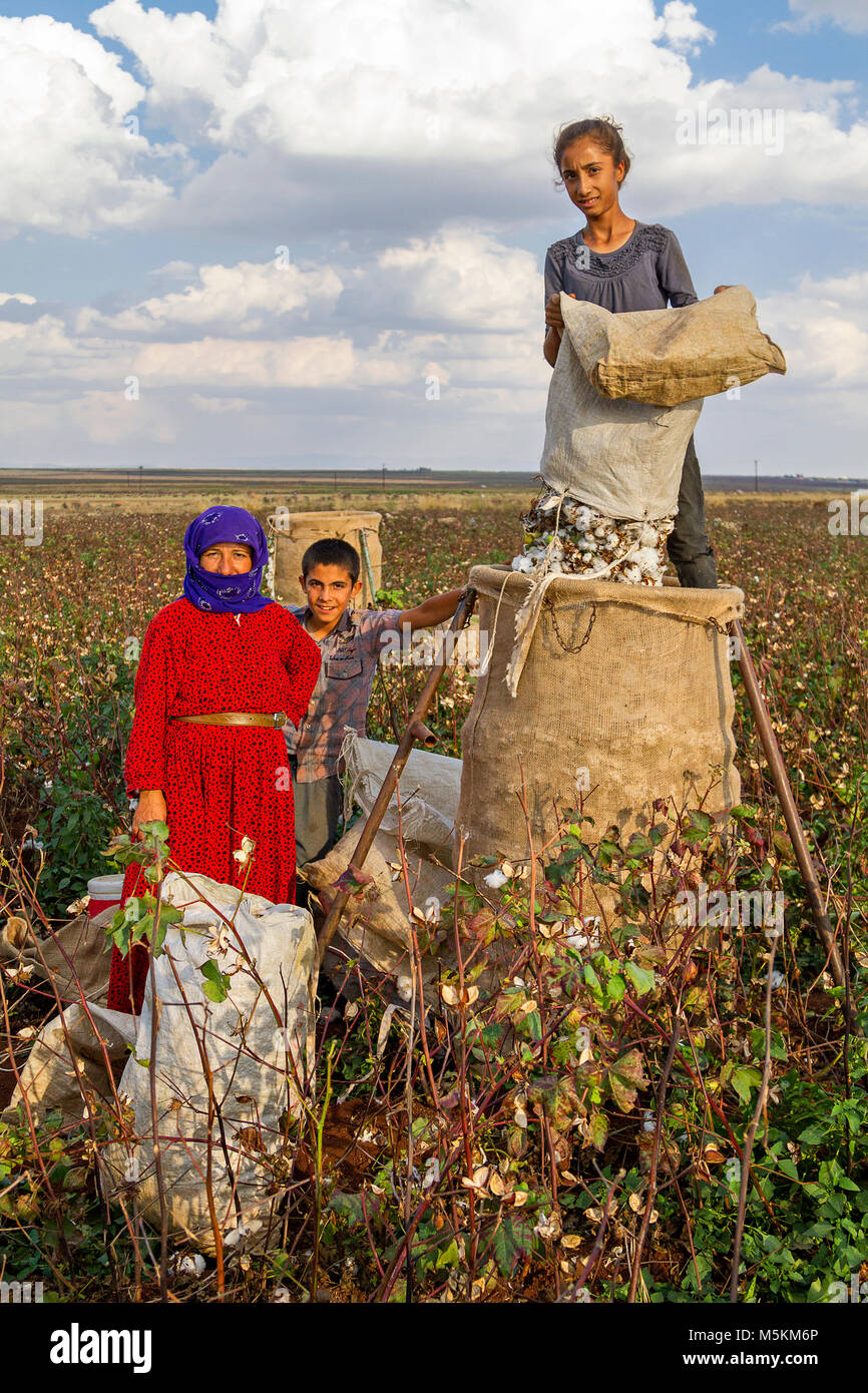 Cotton pickers in Sanliurfa, Turkey. Stock Photo