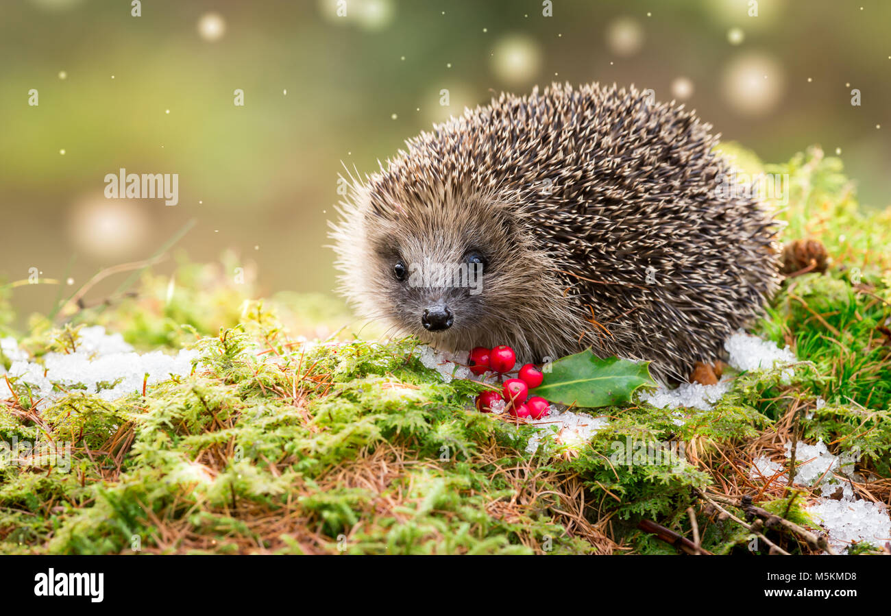 Close up of a Christmas scene, a wild, native Hedgehog in winter with snow, green moss, red berries and holly.  Facing front.  Space for copy Stock Photo