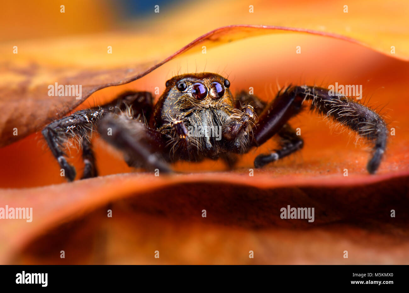 My pet Black Jumping spider macro photo Stock Photo - Alamy
