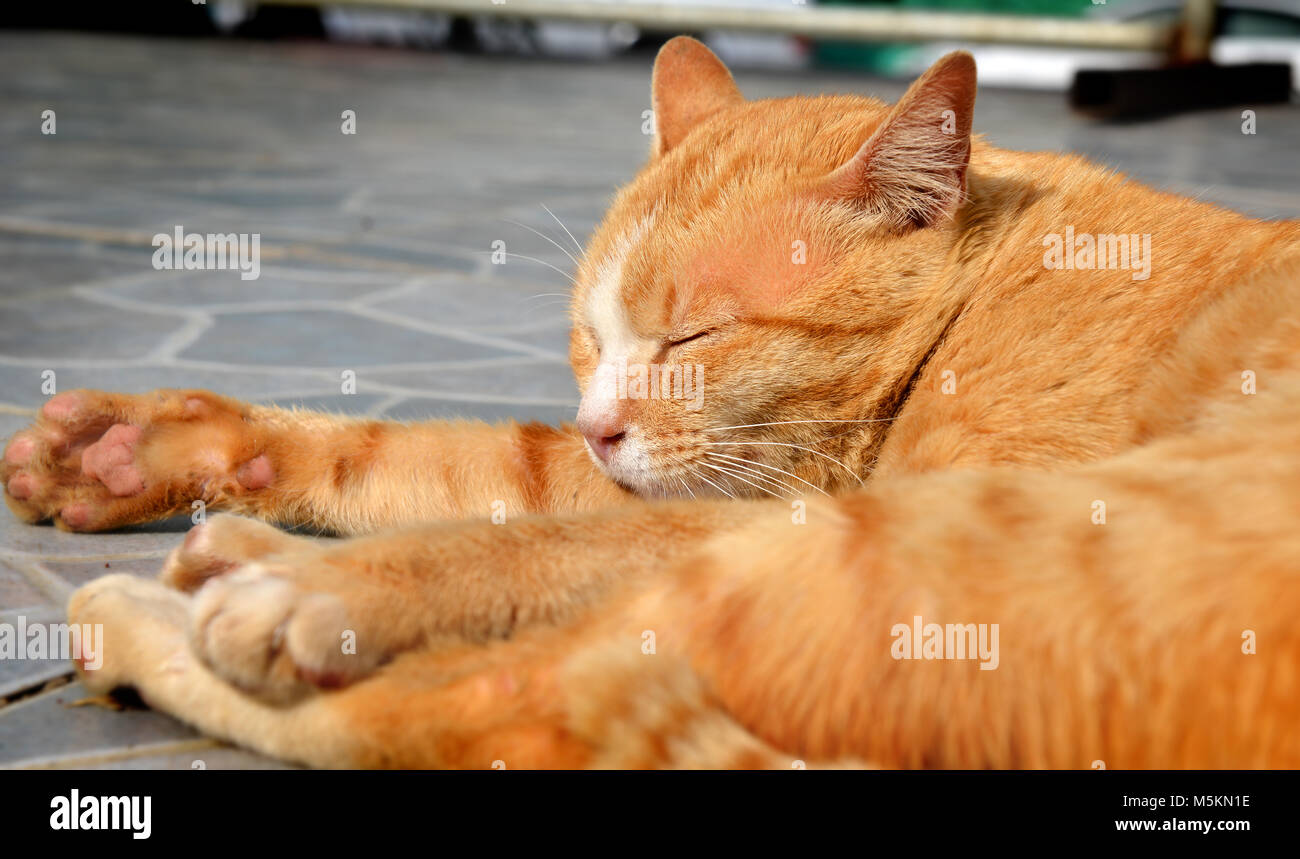 yellow orange cat relax on sun shine time Stock Photo