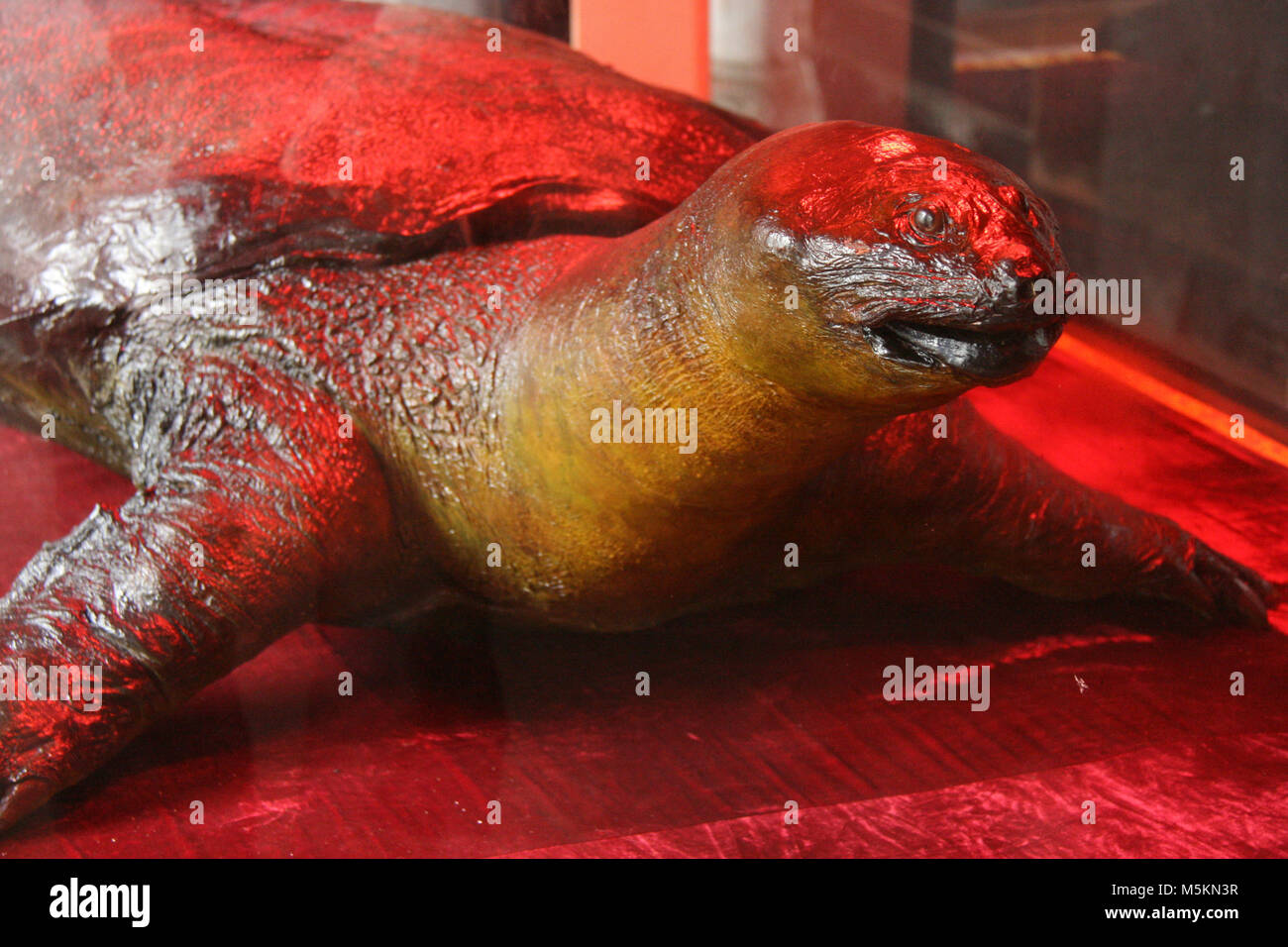 In Temple of the Jade Mountain in Hanoi (Vietnam Stock Photo Alamy