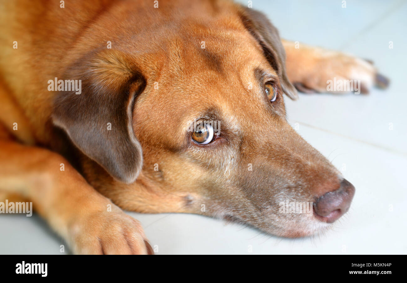 Собака быстро есть. Собака быстро есть. Забавный щенок. Самая быстрая собака в мире. Собака быстро есть.