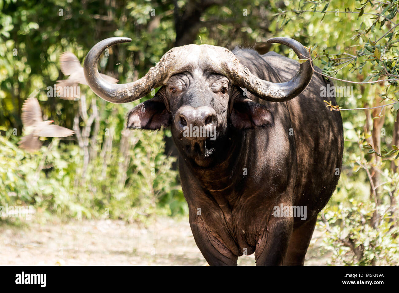 African buffalo horn hi-res stock photography and images - Alamy