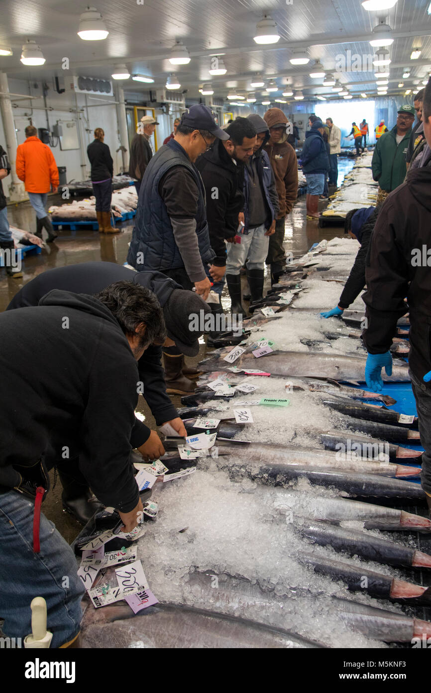 United Fish Auction, Honolulu, Oahu, Hawaii Stock Photo Alamy
