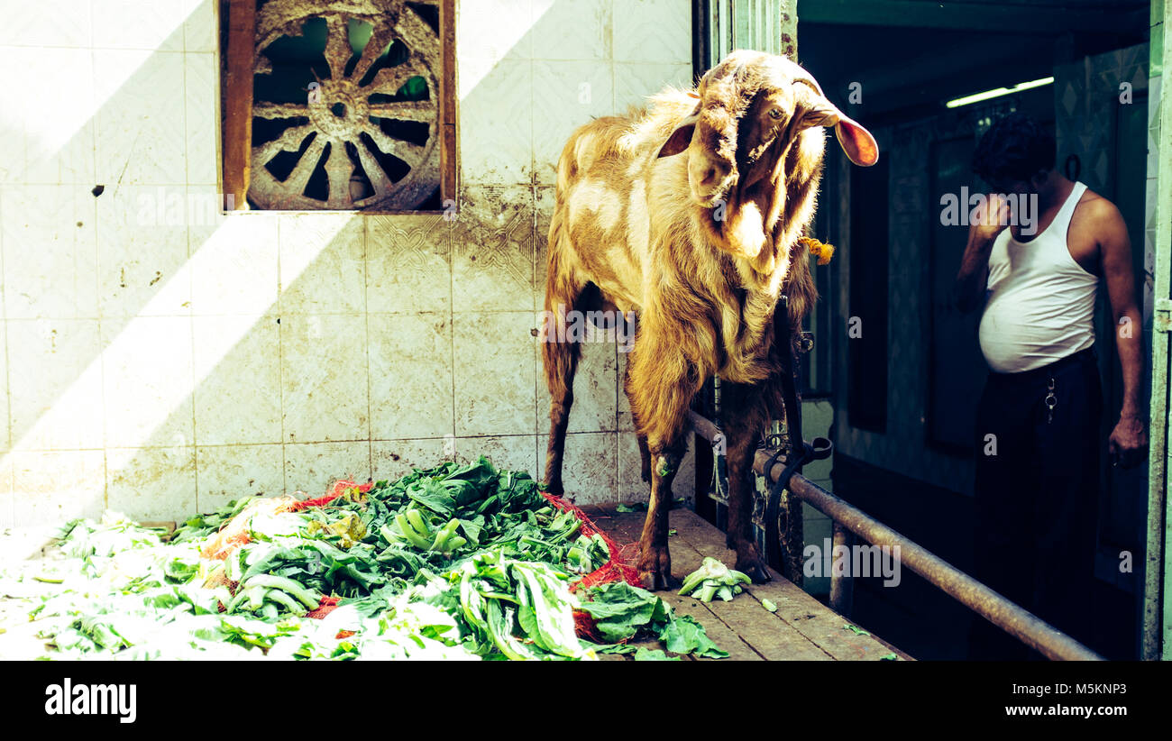 A goat stood on a table eating vegetables in a market in Mumbai, India Stock Photo