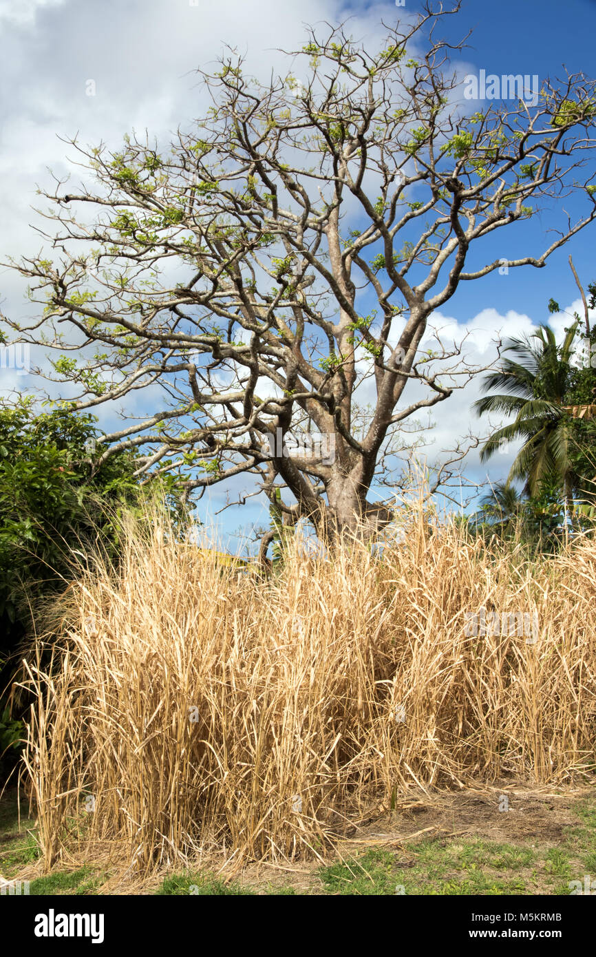 Golden Apple Tree With Dried Sugar Canes In Foreground Stock Photo Alamy