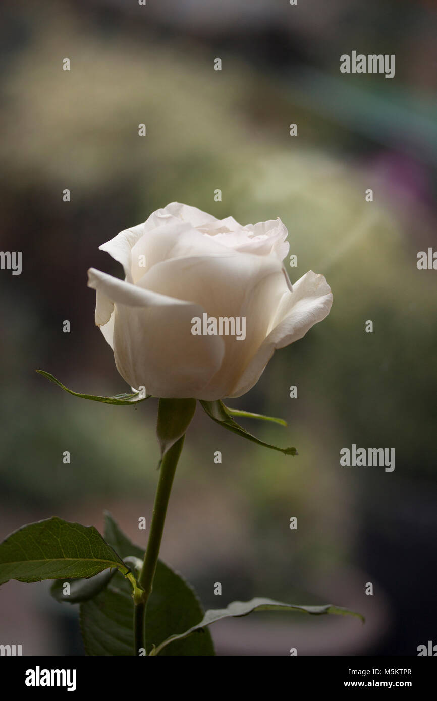 Single white rose with boke background Stock Photo