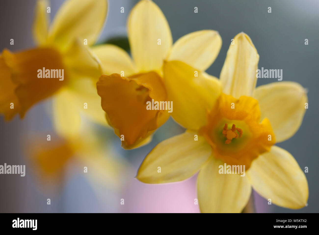 Four daffodils with boke background Stock Photo