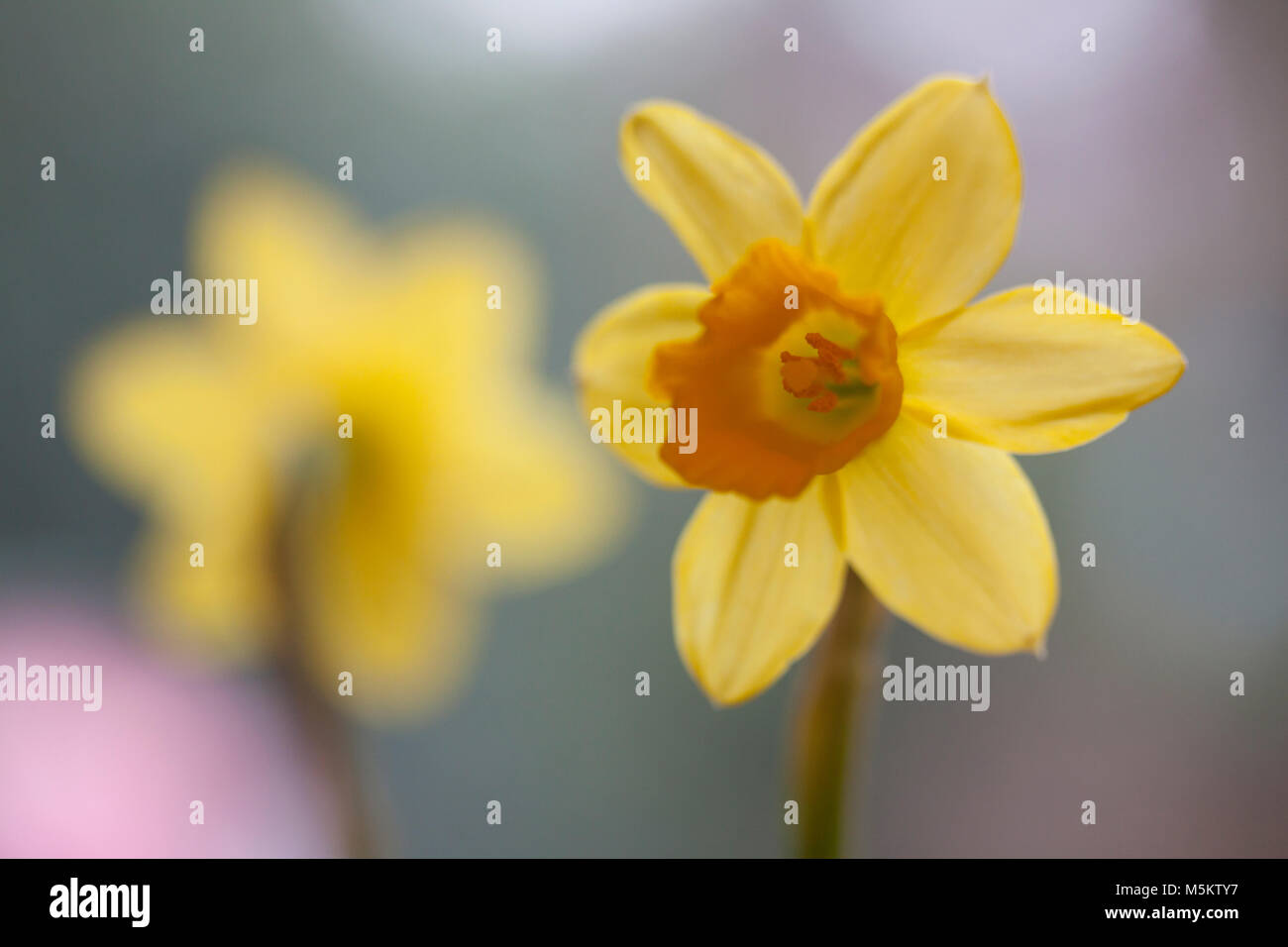 Two daffodils, one facing forward and one out of focus facing away with very soft boke background in grey. Stock Photo