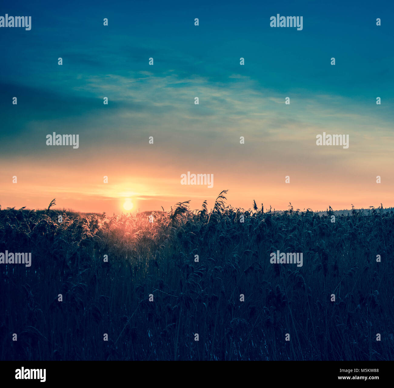coloured sunrise against frozen field with snowy reeds Stock Photo