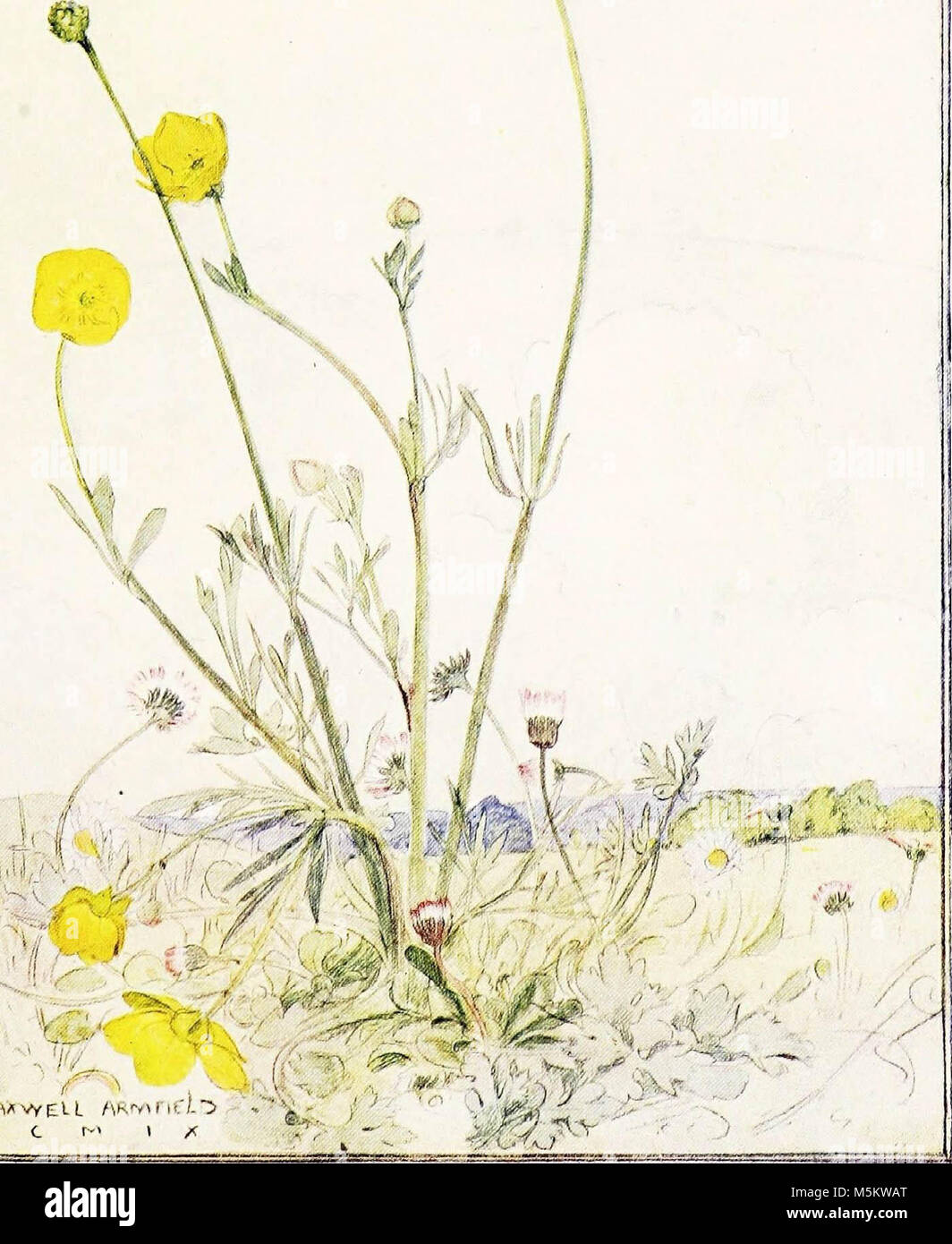 'The flower book' (1910) Stock Photo