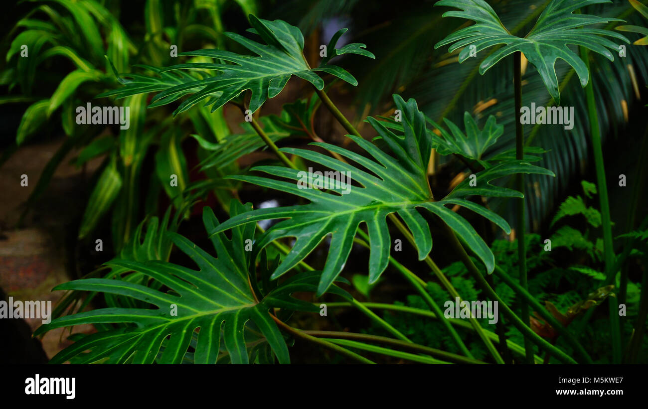 night in jungles, beautiful plant with long leaves. Stock Photo