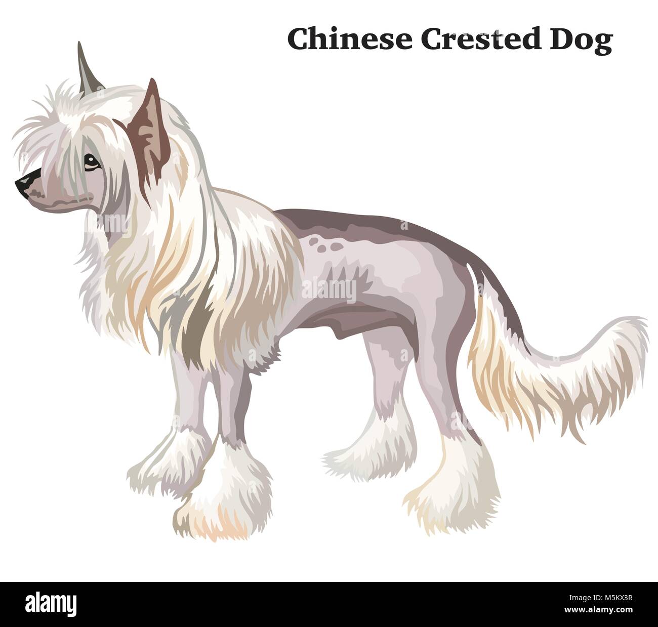 Chinese crested standing Stock Vector Images - Alamy