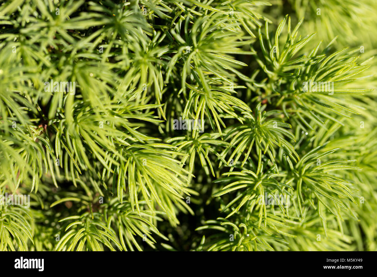Fir tree branch texture Stock Photo