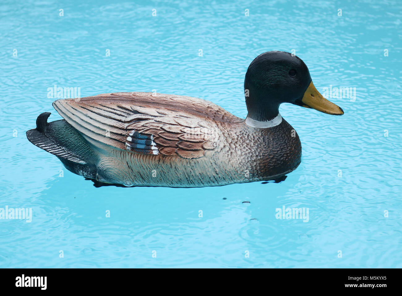 Decoy duck in pool in the rain Stock Photo