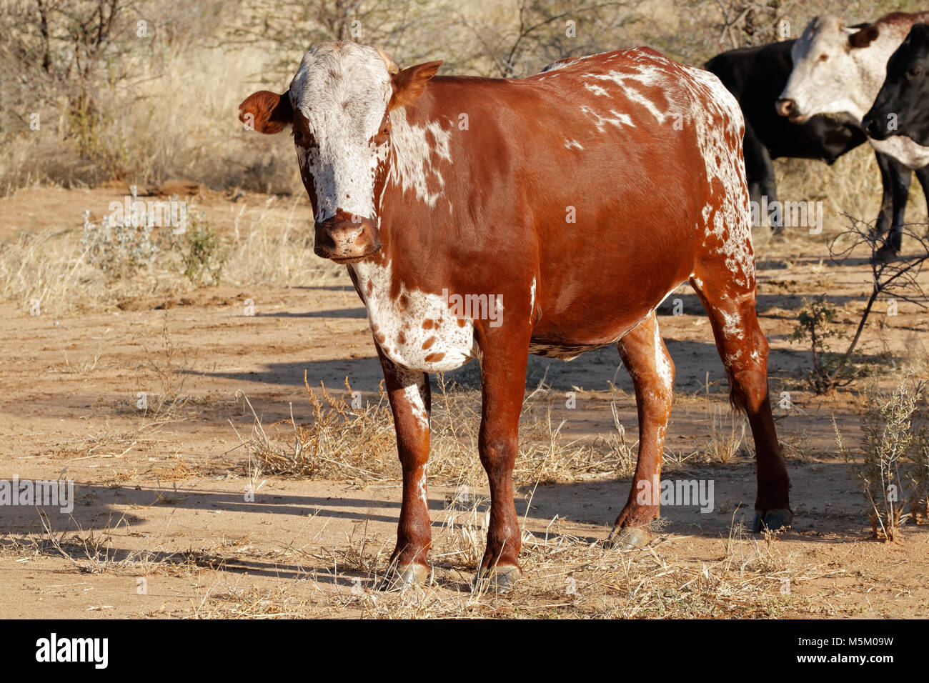 Sanga cow - indigenous cattle breed of northern Namibia, southern