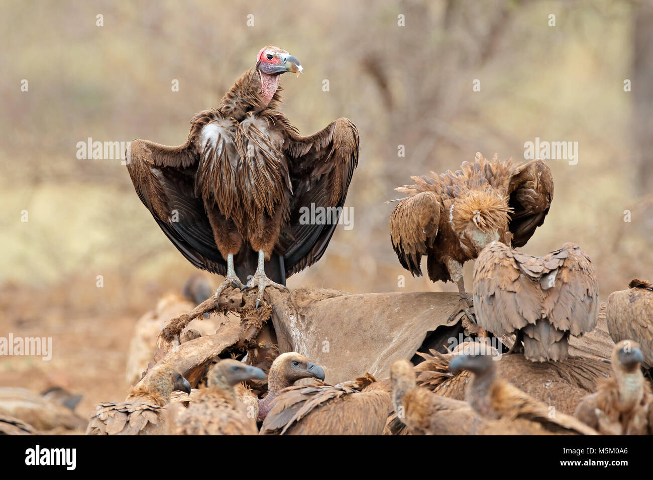 Dead elephant hi-res stock photography and images - Alamy