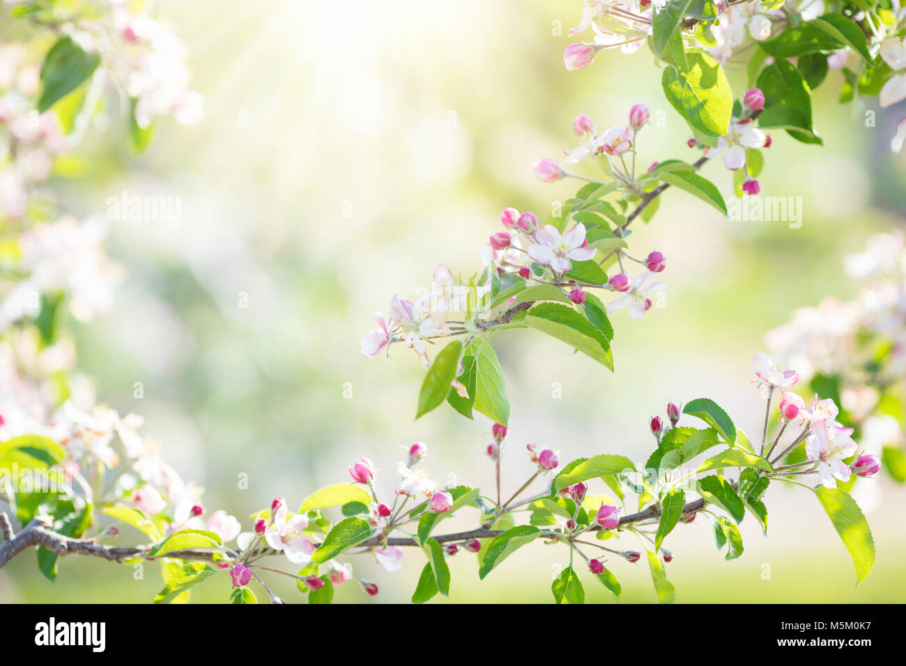 Peach trees in blossom japan hi-res stock photography and images - Alamy