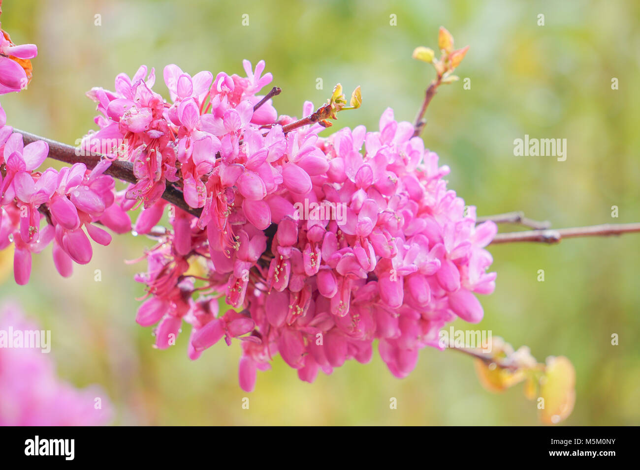Pink ornament tree Stock Photo Alamy