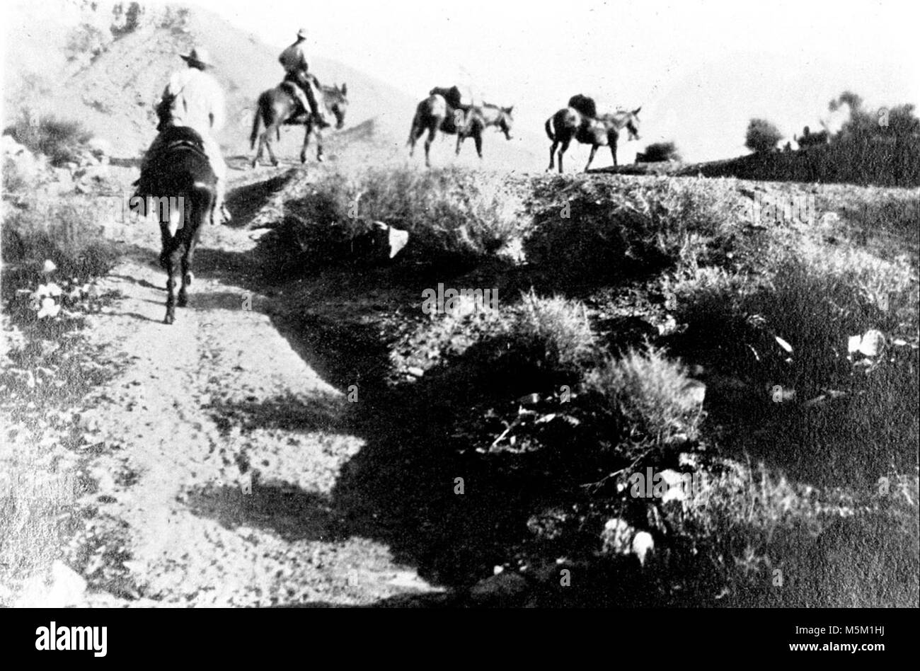 Grand Canyon Hermit Camp Scene  . Mule party on horizon moving away from camera. -returning from hermit camp.- 26 july 1919. Madden Hermit Trail Much pioneer period history of northern Arizona revolves around various schemes of development designed to promote and capitalize on the indescribable but undeniable magic of the Grand Canyon. The Hermit Creek basin was the scene of one of the most aggressive of these improvement efforts Stock Photo