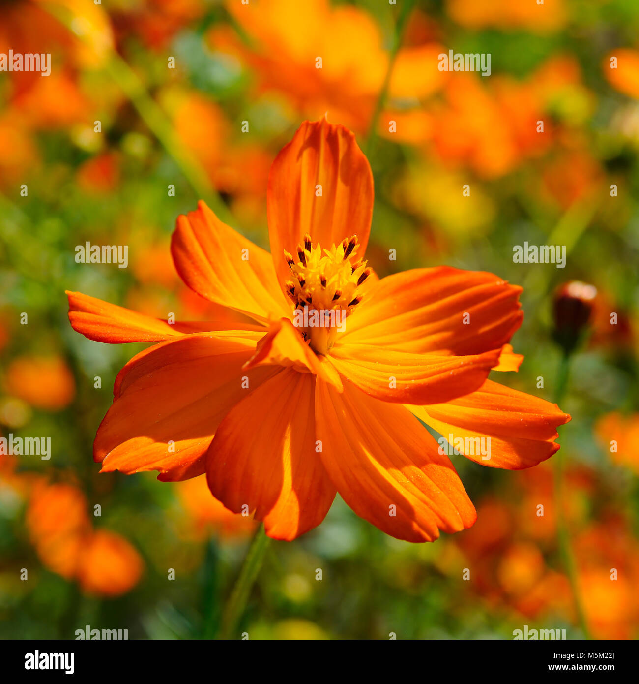 Bright corolla flower, petals around the pistil and stamens. Focus on the main subject. Shallow depth of field. Stock Photo