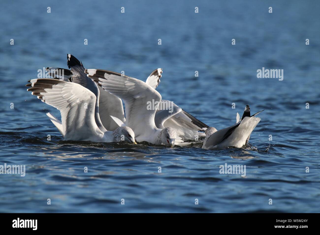 A flock of greedy seagulls compete with each other to eat food in the water.  Concept: Survival of the fittest, competition for limited resources Stock Photo