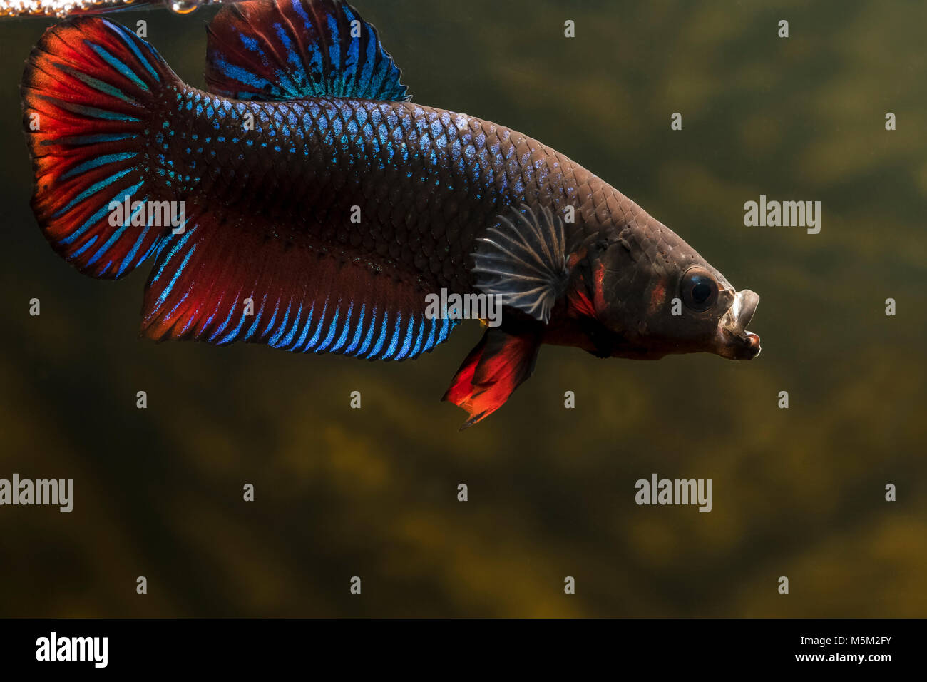 Macro shot of betta fish Stock Photo