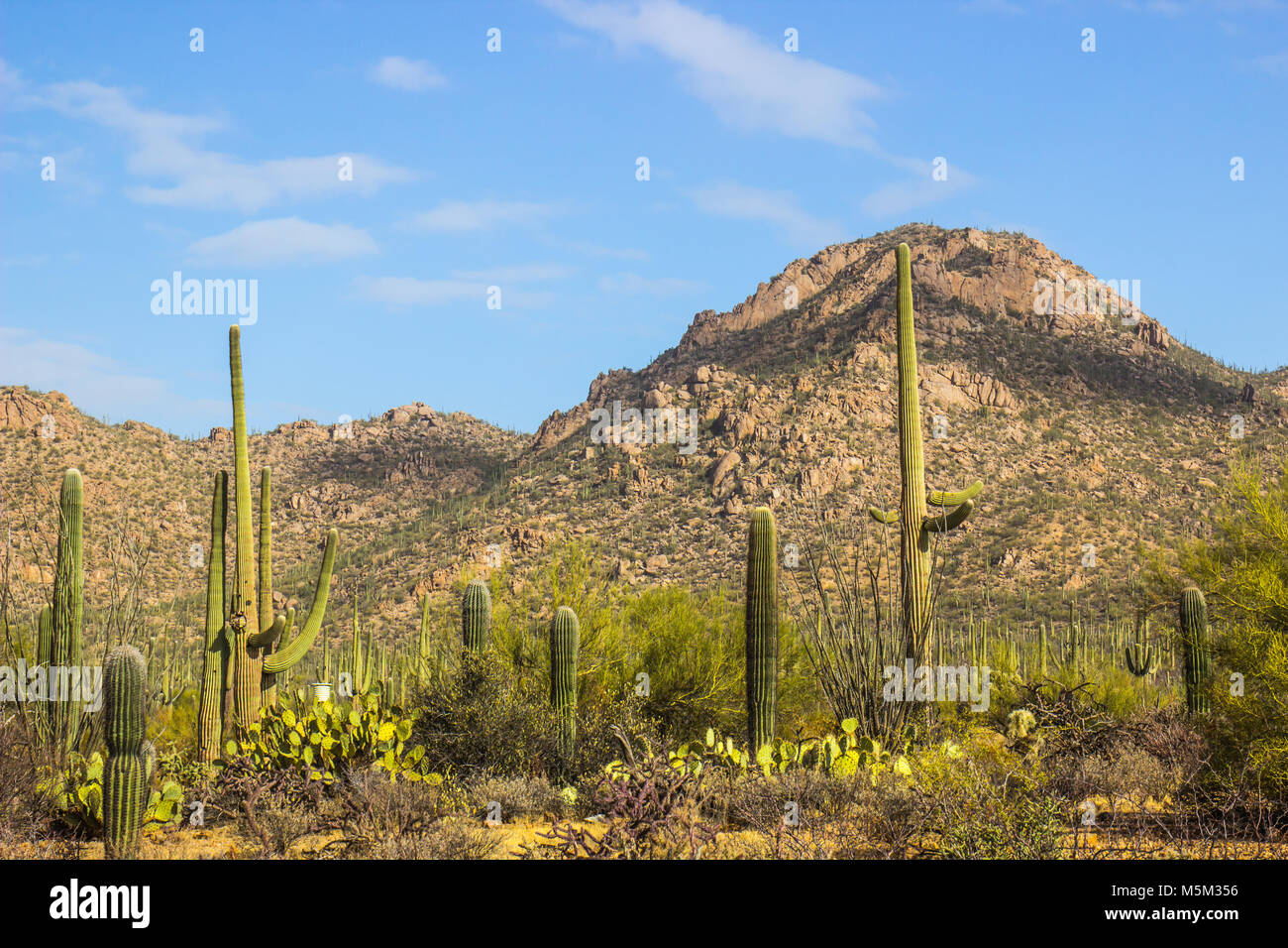 Saguaro Cactus Landscape In Arizona Desert Stock Photo - Alamy