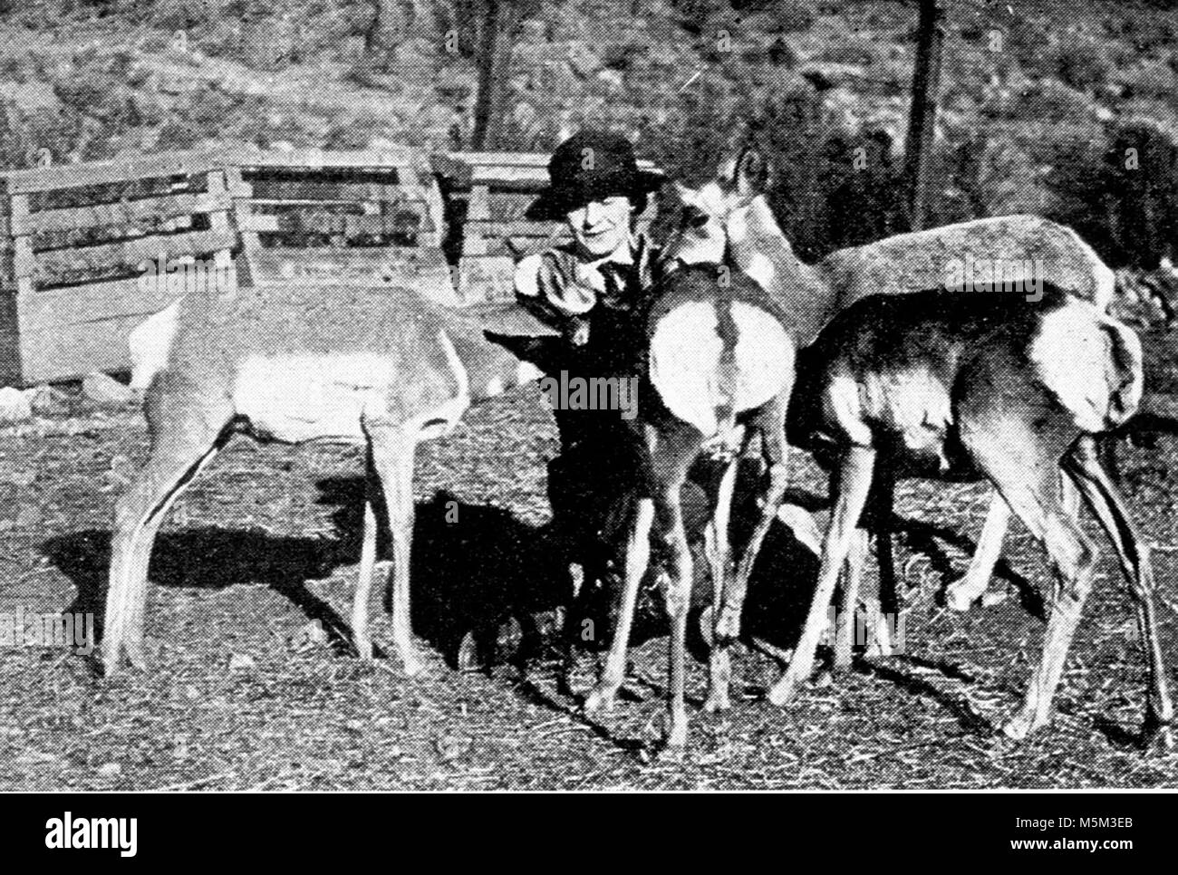 Grand Canyon Historic Hermit Trail . Santa fe/Harvey promo brochure: Hermit trail- feeding antelope at hermit camp cabins.  P.27/28.  Circa 1929. Santa fe rr.  Hermit Trail Much pioneer period history of northern Arizona revolves around various schemes of development designed to promote and capitalize on the indescribable but undeniable magic of the Grand Canyon. The Hermit Creek basin was the scene of one of the most aggressive of Stock Photo