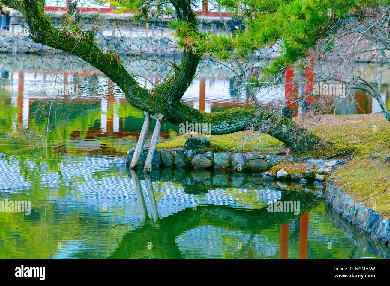 Pine tree and reflect in the pond at the japanese temple Stock Photo