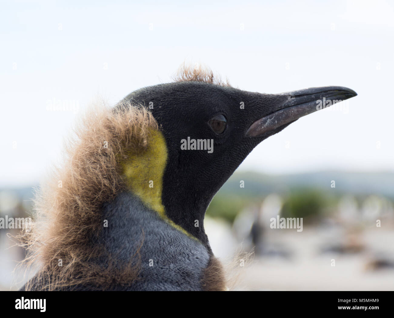 Close up king penguin feathers hi-res stock photography and images - Alamy