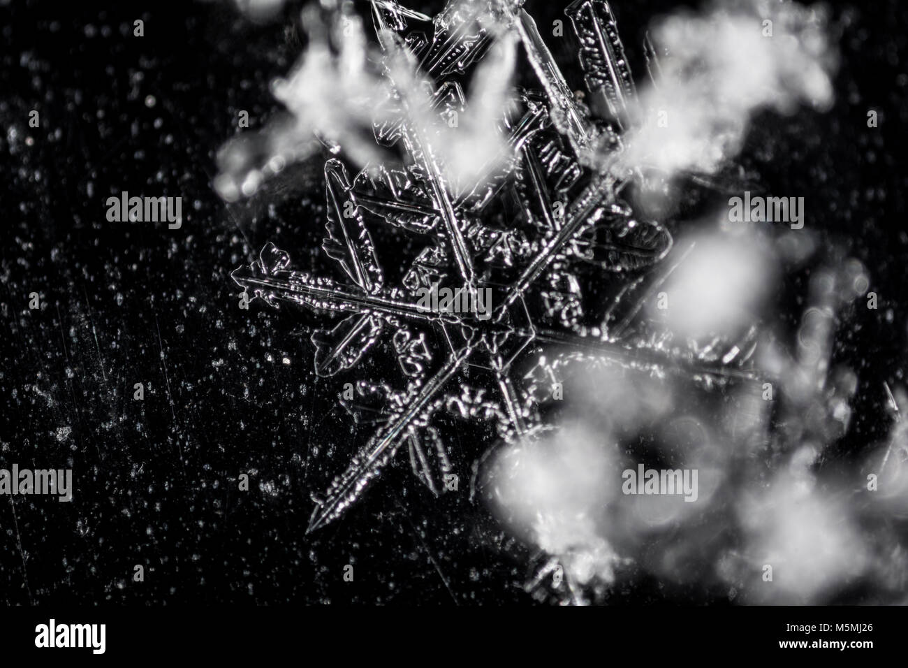 Real snowflake on black backgroun macro photography Stock Photo