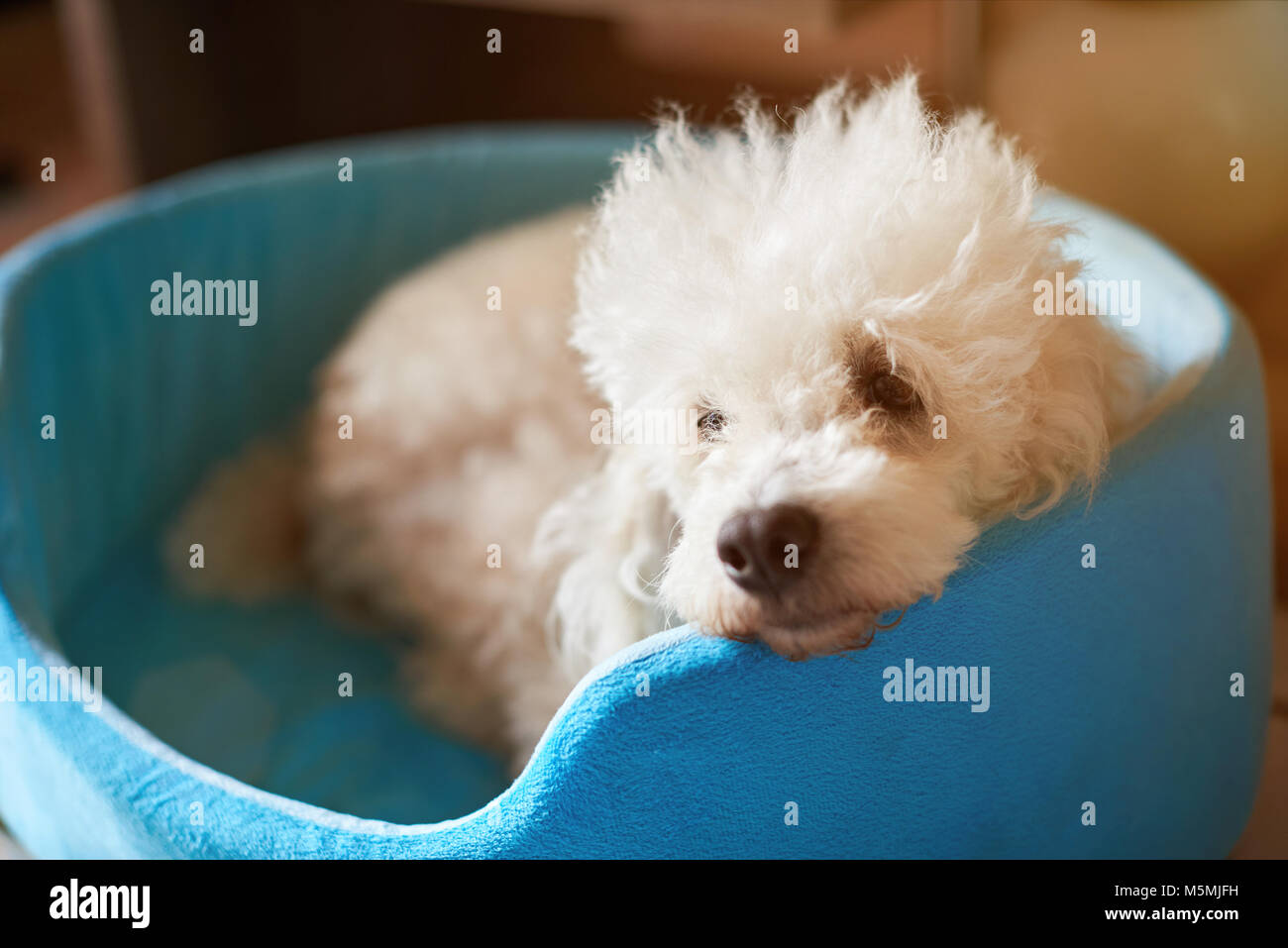 White poodle rest in bed. Fluffy dog lay in bed Stock Photo Alamy