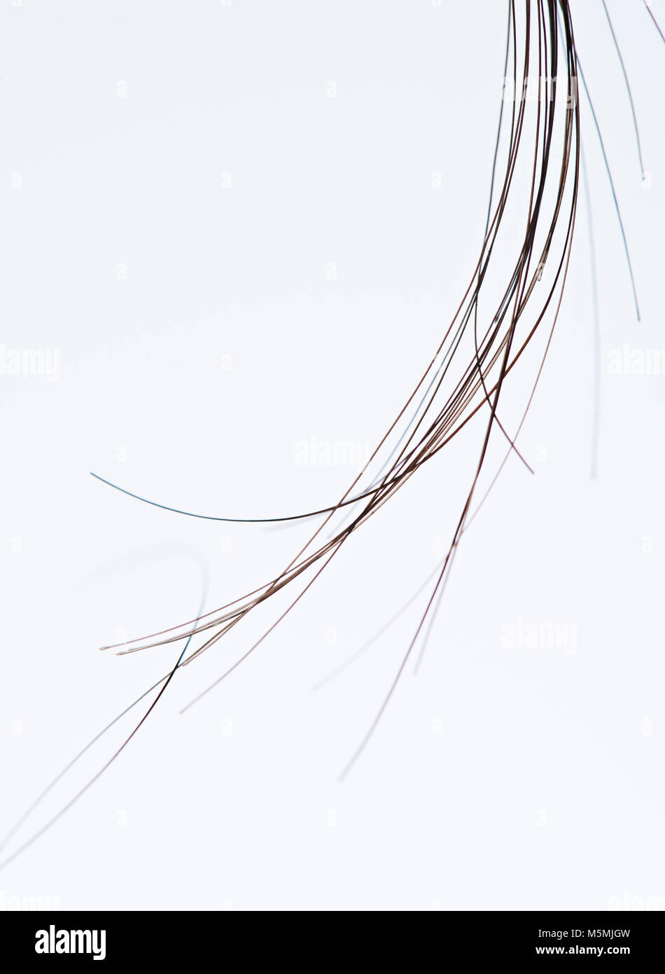 Macro Of Group Black Hair Strands Isolated On White Background
