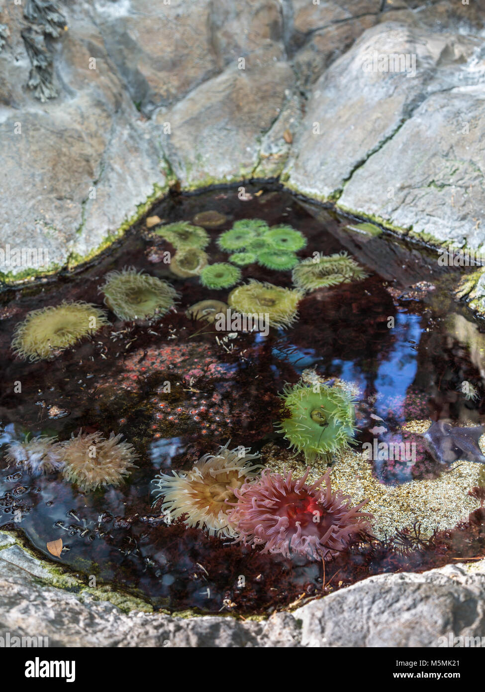 Bubble-tip Anemone, Some Colorful Aquatic Vegetal Plants. Stock Photo