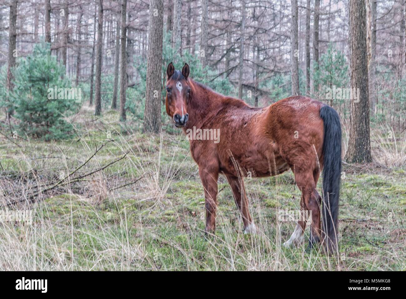 Wild horse in the Netherlands Stock Photo Alamy