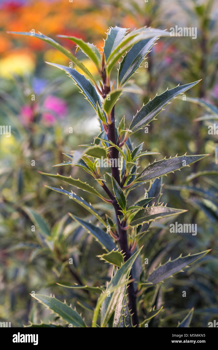 Ilex aquifolium 'Myrtifolia' Stock Photo