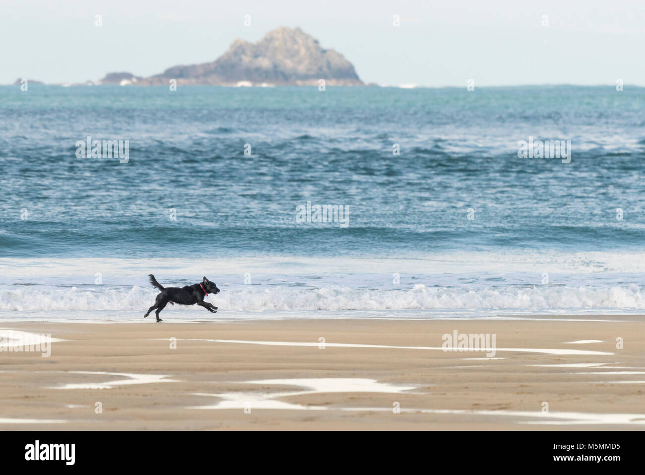 A dog running along the shoreline at Sennen Cove in Cornwall. Stock Photo