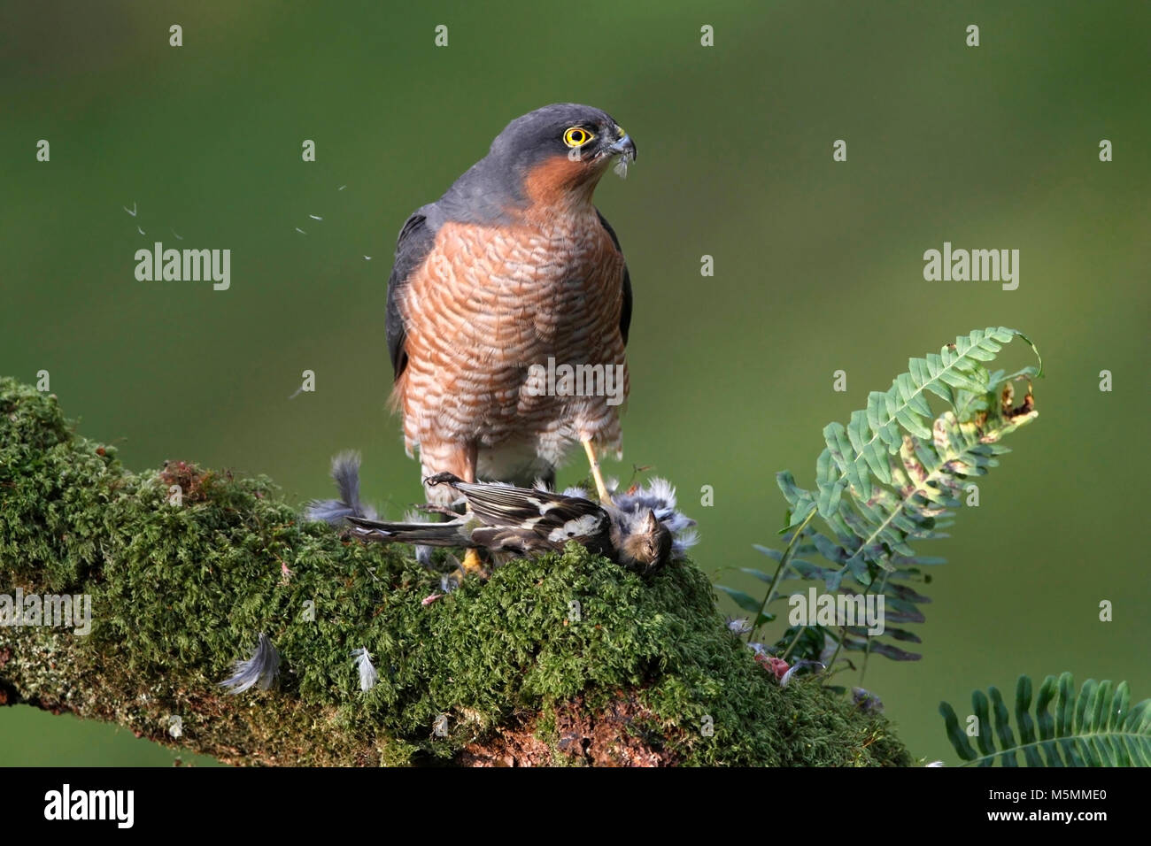 Sparrowhawk Feathers High Resolution Stock Photography And Images Alamy sparrowhawk-feathers-high-resolution-stock-photography-and-images-alamy