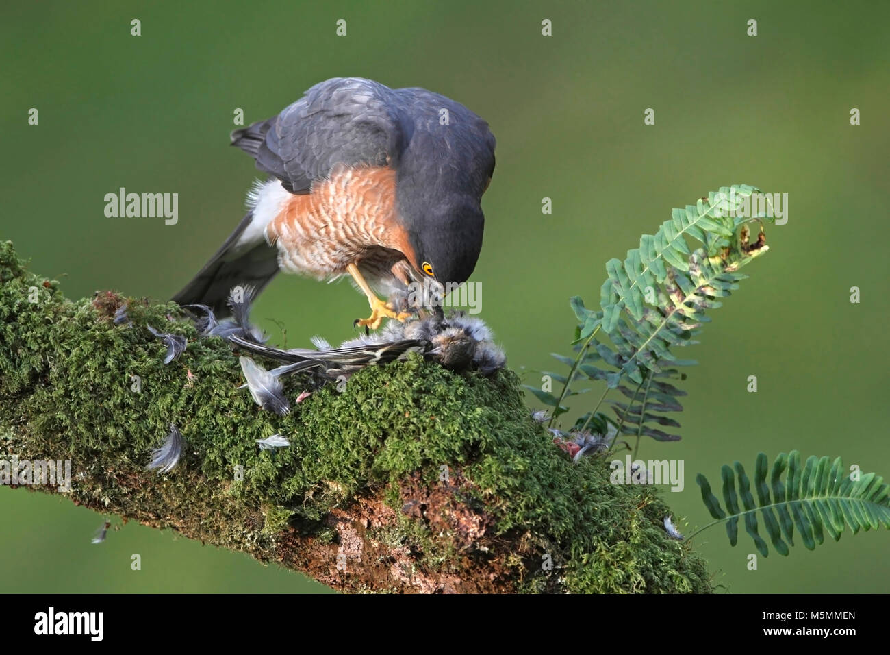 SPARROWHAWK Accipiter Nisus Feeding UK Stock Photo Alamy SPARROWHAWK Accipiter Nisus Feeding UK Stock Photo Alamy
