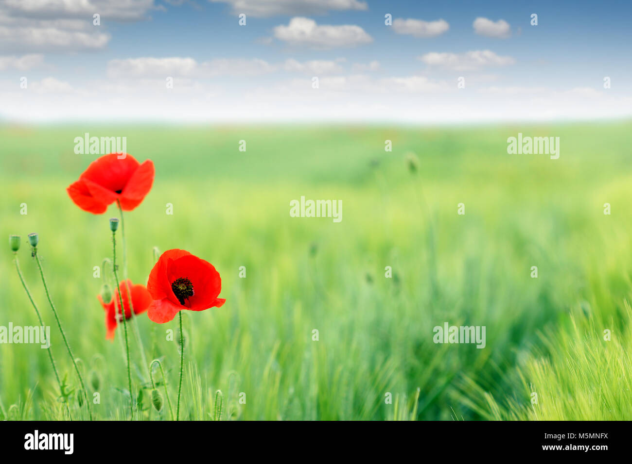 poppies flower meadow landscape spring season Stock Photo - Alamy