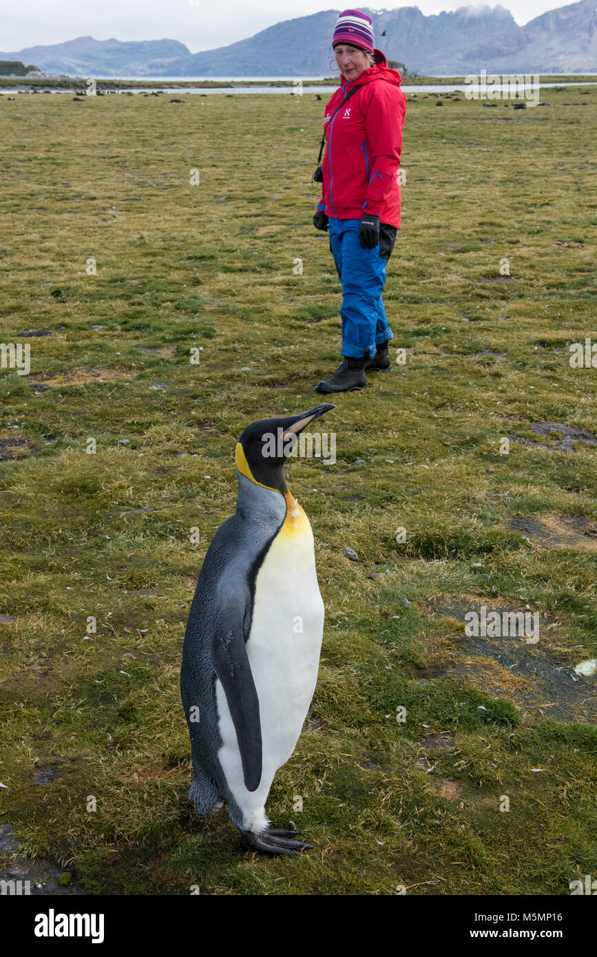 South Georgia, Salisbury Plain. Adventure tourist with king penguin on the grassy Salisbury Plain. Model released. Stock Photo